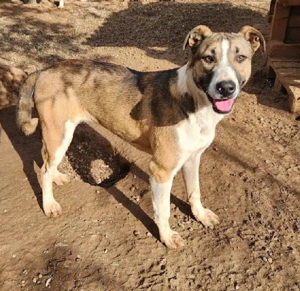 Drago/Lara 1anno mix Pitbull crescono in rifugio.CALABRIA Foto 8